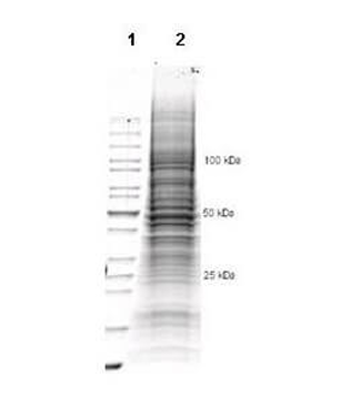 Coomassie stained SDS-PAGE of 35 μL of CHO Whole Cell Lysate (Ready-to-Use) separated in a 4-20% gradient gel under reducing conditions (lane 2). Molecular weight standards are shown in lane 1.